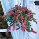 15 Seeds Seeds Strawberry Firetails Hoe Plant Garden Flowers Fresh For Garden