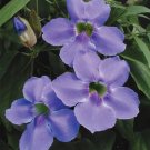 15 Seeds Seeds Skyflower Hoe Plant Garden Flowers Fresh For Garden