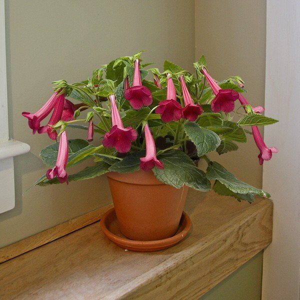 15 Seeds Seeds Sinningia &acirc;��Prudence Risley Hoe Plant Garden Flowers Fresh For Garden
