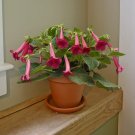 15 Seeds Seeds Sinningia ‘Prudence Risley Hoe Plant Garden Flowers Fresh For Garden