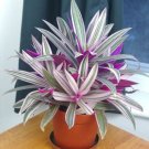 15 Seeds Seeds Rhoeo ‘Tricolor Hoe Plant Garden Flowers Fresh For Garden