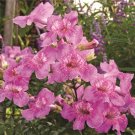 15 Seeds Seeds Queen Of Sheba Vine Hoe Plant Garden Flowers Fresh For Garden 15 Seeds Seeds Queen Of Sheba Vine Hoe Plant Garden Flowers Fresh For Garden