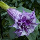 15 Seeds Seeds Purple Hornofplenty Hoe Plant Garden Flowers Fresh For Garden 15 Seeds Seeds Purple Hornofplenty Hoe Plant Garden Flowers Fresh For Garden