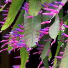 15 Seeds Seeds Pseudorhipsalis ‘Blue Flame Hoe Plant Garden Flowers Fresh For Garden