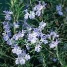15 Seeds Seeds Rosemary Plant ‘Logee Blue Hoe Plant Garden Flowers Fresh For Garden 15 Seeds Seeds Rosemary Plant ‘Logee Blue Hoe Plant Garden Flowers Fresh For Garden