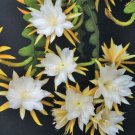 15 Seeds Seeds Ric Rac Orchid Cact Hoe Plant Garden Flowers Fresh For Garden