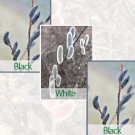 15 Seeds Seeds Psy Willow Collection 2 Black 1 White Hoe Plant Garden Flowers Fresh For Garden