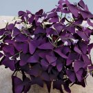 15 Seeds Seeds Purple Shamrock Plant Hoe Plant Garden Flowers Fresh For Garden