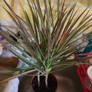 25 Seeds Dracaena Colorama Plant Fresh For Garden 25 Seeds Dracaena Colorama Plant Fresh For Garden