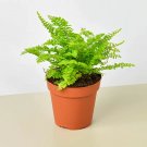 25 Seeds Cotton Candy Fern Plant Fresh For Garden