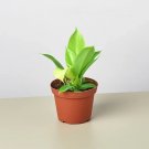 25 Seeds Philodendron Moonlight Plant Fresh For Garden