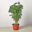 25 Seeds Aralia Plant Ming Stump Plant Fresh For Garden