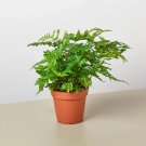 25 Seeds Seeds Atral Gem Fern Plant Fresh For Garden