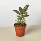 25 Seeds Seeds Fic Elastica Tineke Plant Fresh For Garden