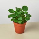 25 Seeds Seeds Peperomia Rana Verde Plant Fresh For Garden