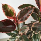 25 Seeds Seeds Fic Elastica Ruby Pink Plant Fresh For Garden 25 Seeds Seeds Fic Elastica Ruby Pink Plant Fresh For Garden