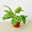 20 Seeds Seeds Maranta Leuconeura Plant Fresh For Garden