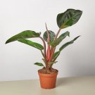 25 Seeds Seeds Philodendron Congo Rojo Plant Fresh For Garden