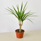25 Seeds Seeds Dracaena Marginata Cane Plant Fresh For Garden