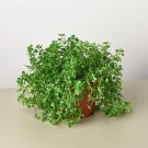 25 Seeds Seeds Nettle Babys Tear Plant Fresh For Garden 25 Seeds Seeds Nettle Babys Tear Plant Fresh For Garden