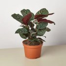 25 Seeds Seeds Calathea Ornata Plant Fresh For Garden
