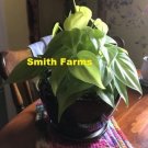 25 Seeds Seeds Philodendron Cordatum Neon Plant Fresh For Garden