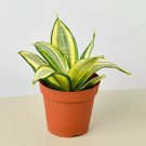 25 Seeds Seeds Snake Plant Gold Hahnii Fresh For Garden 25 Seeds Seeds Snake Plant Gold Hahnii Fresh For Garden