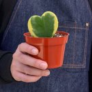 25 Seeds Seeds Hoya Heart Plant Sweetheart Variegated Fresh For Garden