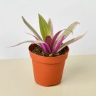 25 Seeds Seeds Tradescantia Plant Oyster Plant Fresh For Garden