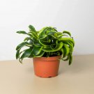 25 Seeds Seeds Dracaena Plant Tornado Fresh For Garden 25 Seeds Seeds Dracaena Plant Tornado Fresh For Garden