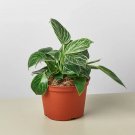25 Seeds Seeds Philodendron Plant Birkin Fresh For Garden