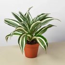 25 Seeds Seeds Dracaena Warneckiplant White Jewel Fresh For Garden