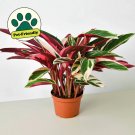 25 Seeds Seeds Stromanthe Plant Triostar Fresh For Garden
