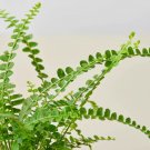25 Seeds Seeds Lemon Button Fern Plant Fresh For Garden 25 Seeds Seeds Lemon Button Fern Plant Fresh For Garden