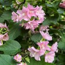 15 Seeds Seeds Pink Shrub Dombeya Hoe Plant Garden Flowers Fresh For Garden 15 Seeds Seeds Pink Shrub Dombeya Hoe Plant Garden Flowers Fresh For Garden
