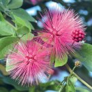 15 Seeds Seeds Pink Powder Puff Hoe Plant Garden Flowers Fresh For Garden 15 Seeds Seeds Pink Powder Puff Hoe Plant Garden Flowers Fresh For Garden