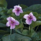 15 Seeds Seeds Pink Fragrant Violet Hoe Plant Garden Flowers Fresh For Garden