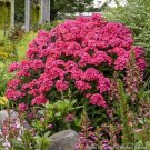 15 Seeds Seeds Phlox ‘Glamour Girl’ Hoe Plant Garden Flowers Fresh For Garden