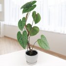 15 Seeds Seeds Philodendron ‘Sodirohoe Plant Garden Flowers Fresh For Garden
