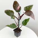 15 Seeds Seeds Philodendron ‘Pink Princess Hoe Plant Garden Flowers Fresh For Garden 15 Seeds Seeds Philodendron ‘Pink Princess Hoe Plant Garden Flowers Fresh For Garden