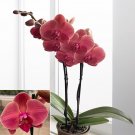 15 Seeds Seeds Asian Coral Hoe Plant Garden Flowers Fresh For Garden