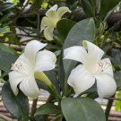 15 Seeds Seeds Perfume Flower Tree Hoe Plant Garden Flowers Fresh For Garden 15 Seeds Seeds Perfume Flower Tree Hoe Plant Garden Flowers Fresh For Garden