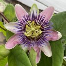 15 Seeds Seeds Passion Flower X Alatocaerulea Hoe Plant Garden Flowers Fresh For Garden 15 Seeds Seeds Passion Flower X Alatocaerulea Hoe Plant Garden Flowers Fresh For Garden