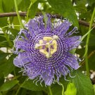 15 Seeds Seeds Passion Flower ‘Fata Confetto Hoe Plant Garden Flowers Fresh For Garden