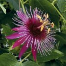 15 Seeds Seeds Passion Flower ‘Crimson Tears Hoe Plant Garden Flowers Fresh For Garden