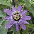 15 Seeds Seeds Passion Flower ‘Betty Myles Hoe Plant Garden Flowers Fresh For Garden