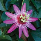 15 Seeds Seeds Passion Flower ‘Anastasia Hoe Plant Garden Flowers Fresh For Garden