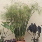 15 Seeds Seeds Paper Plant Hoe Plant Garden Flowers Fresh For Garden