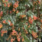 15 Seeds Seeds Pandorea ‘Golden Showers Hoe Plant Garden Flowers Fresh For Garden