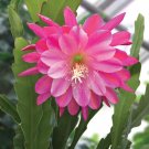 15 Seeds Seeds Orchid Cact ‘Whirly Bird’ Hoe Plant Garden Flowers Fresh For Garden